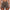 Brown short_1.jpg